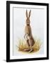 Close-Up of an European Hare Standing in Tall Grass (Lepus Europaeus)-null-Framed Giclee Print