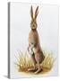 Close-Up of an European Hare Standing in Tall Grass (Lepus Europaeus)-null-Stretched Canvas