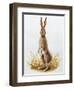 Close-Up of an European Hare Standing in Tall Grass (Lepus Europaeus)-null-Framed Giclee Print