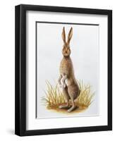 Close-Up of an European Hare Standing in Tall Grass (Lepus Europaeus)-null-Framed Giclee Print