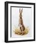 Close-Up of an European Hare Standing in Tall Grass (Lepus Europaeus)-null-Framed Giclee Print