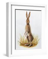 Close-Up of an European Hare Standing in Tall Grass (Lepus Europaeus)-null-Framed Giclee Print