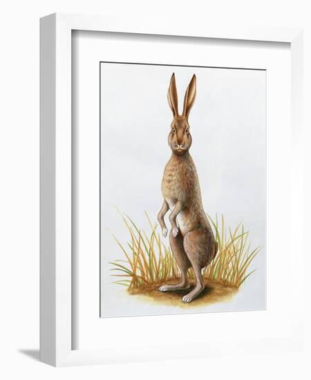 Close-Up of an European Hare Standing in Tall Grass (Lepus Europaeus)-null-Framed Giclee Print