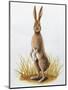 Close-Up of an European Hare Standing in Tall Grass (Lepus Europaeus)-null-Mounted Giclee Print