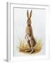 Close-Up of an European Hare Standing in Tall Grass (Lepus Europaeus)-null-Framed Giclee Print