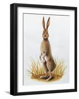 Close-Up of an European Hare Standing in Tall Grass (Lepus Europaeus)-null-Framed Giclee Print