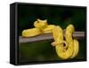 Close-Up of an Eyelash Viper, Arenal Volcano, Costa Rica-null-Framed Stretched Canvas