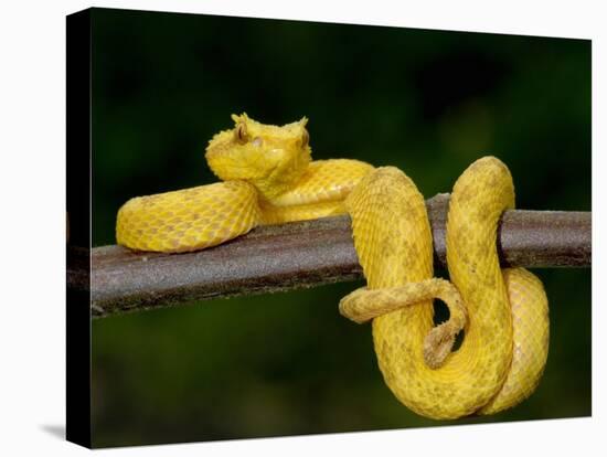 Close-Up of an Eyelash Viper, Arenal Volcano, Costa Rica-null-Stretched Canvas