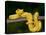 Close-Up of an Eyelash Viper, Arenal Volcano, Costa Rica-null-Stretched Canvas