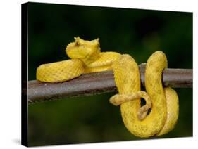 Close-Up of an Eyelash Viper, Arenal Volcano, Costa Rica-null-Stretched Canvas