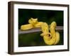 Close-Up of an Eyelash Viper, Arenal Volcano, Costa Rica-null-Framed Premium Photographic Print