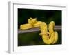 Close-Up of an Eyelash Viper, Arenal Volcano, Costa Rica-null-Framed Premium Photographic Print