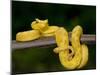 Close-Up of an Eyelash Viper, Arenal Volcano, Costa Rica-null-Mounted Premium Photographic Print