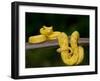 Close-Up of an Eyelash Viper, Arenal Volcano, Costa Rica-null-Framed Photographic Print