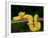 Close-Up of an Eyelash Viper, Arenal Volcano, Costa Rica-null-Framed Photographic Print