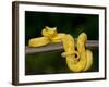Close-Up of an Eyelash Viper, Arenal Volcano, Costa Rica-null-Framed Photographic Print