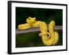 Close-Up of an Eyelash Viper, Arenal Volcano, Costa Rica-null-Framed Photographic Print