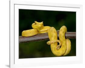 Close-Up of an Eyelash Viper, Arenal Volcano, Costa Rica-null-Framed Photographic Print