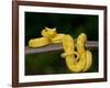Close-Up of an Eyelash Viper, Arenal Volcano, Costa Rica-null-Framed Photographic Print