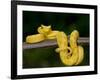 Close-Up of an Eyelash Viper, Arenal Volcano, Costa Rica-null-Framed Photographic Print