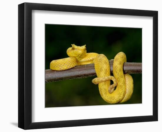 Close-Up of an Eyelash Viper, Arenal Volcano, Costa Rica-null-Framed Photographic Print