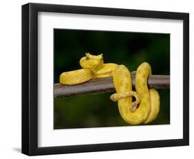 Close-Up of an Eyelash Viper, Arenal Volcano, Costa Rica-null-Framed Photographic Print