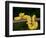 Close-Up of an Eyelash Viper, Arenal Volcano, Costa Rica-null-Framed Photographic Print