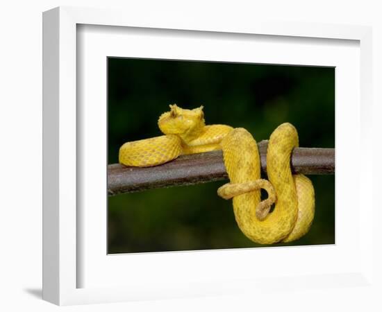 Close-Up of an Eyelash Viper, Arenal Volcano, Costa Rica-null-Framed Photographic Print