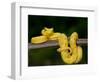 Close-Up of an Eyelash Viper, Arenal Volcano, Costa Rica-null-Framed Photographic Print