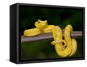 Close-Up of an Eyelash Viper, Arenal Volcano, Costa Rica-null-Framed Stretched Canvas