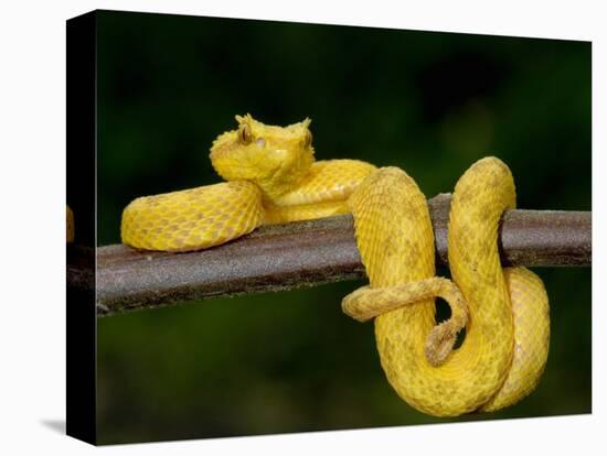 Close-Up of an Eyelash Viper, Arenal Volcano, Costa Rica-null-Stretched Canvas