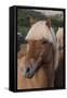 Close Up of an Icelandic Horse, Iceland-Gavriel Jecan-Framed Stretched Canvas