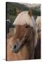 Close Up of an Icelandic Horse, Iceland-Gavriel Jecan-Stretched Canvas