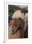 Close Up of an Icelandic Horse, Iceland-Gavriel Jecan-Framed Premium Photographic Print