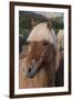 Close Up of an Icelandic Horse, Iceland-Gavriel Jecan-Framed Premium Photographic Print