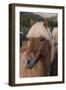 Close Up of an Icelandic Horse, Iceland-Gavriel Jecan-Framed Photographic Print