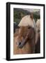 Close Up of an Icelandic Horse, Iceland-Gavriel Jecan-Framed Photographic Print