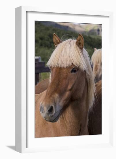 Close Up of an Icelandic Horse, Iceland-Gavriel Jecan-Framed Photographic Print