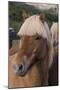 Close Up of an Icelandic Horse, Iceland-Gavriel Jecan-Mounted Photographic Print