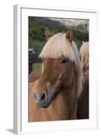 Close Up of an Icelandic Horse, Iceland-Gavriel Jecan-Framed Photographic Print