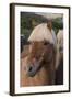 Close Up of an Icelandic Horse, Iceland-Gavriel Jecan-Framed Photographic Print
