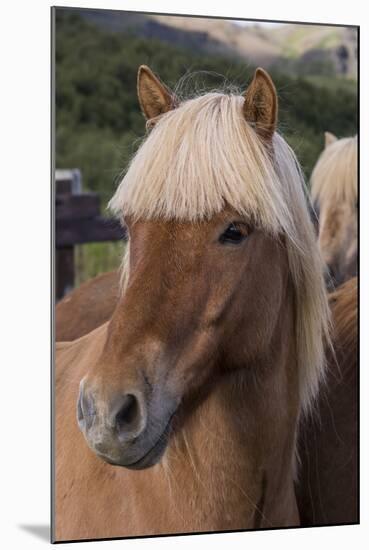 Close Up of an Icelandic Horse, Iceland-Gavriel Jecan-Mounted Photographic Print