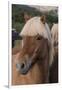 Close Up of an Icelandic Horse, Iceland-Gavriel Jecan-Framed Premium Photographic Print