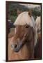 Close Up of an Icelandic Horse, Iceland-Gavriel Jecan-Framed Premium Photographic Print