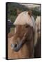 Close Up of an Icelandic Horse, Iceland-Gavriel Jecan-Framed Stretched Canvas