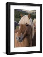 Close Up of an Icelandic Horse, Iceland-Gavriel Jecan-Framed Photographic Print