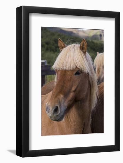 Close Up of an Icelandic Horse, Iceland-Gavriel Jecan-Framed Photographic Print