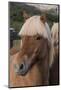 Close Up of an Icelandic Horse, Iceland-Gavriel Jecan-Mounted Photographic Print