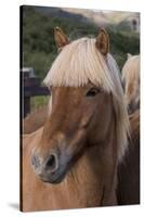 Close Up of an Icelandic Horse, Iceland-Gavriel Jecan-Stretched Canvas