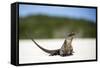 Close-Up of an Iguana on the Beach Near Staniel Cay, Exuma, Bahamas-James White-Framed Stretched Canvas